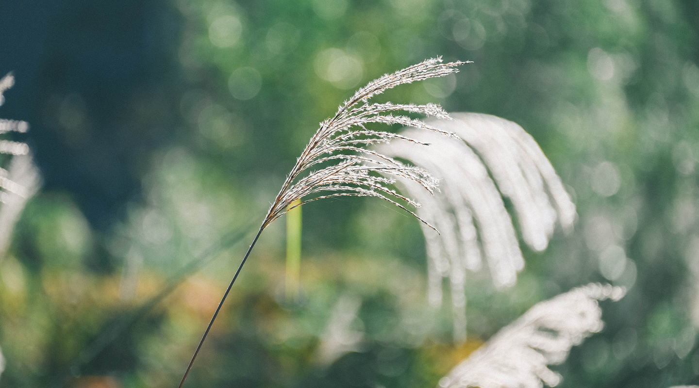 クリスマステスト